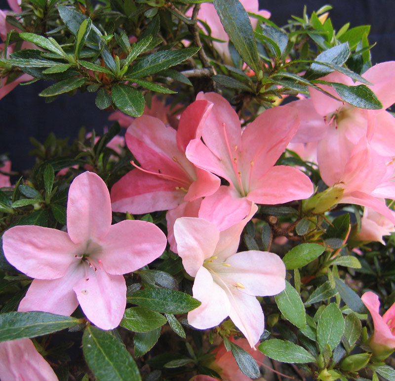 Azalea Satsuki NIKKO SatsukiBonsai